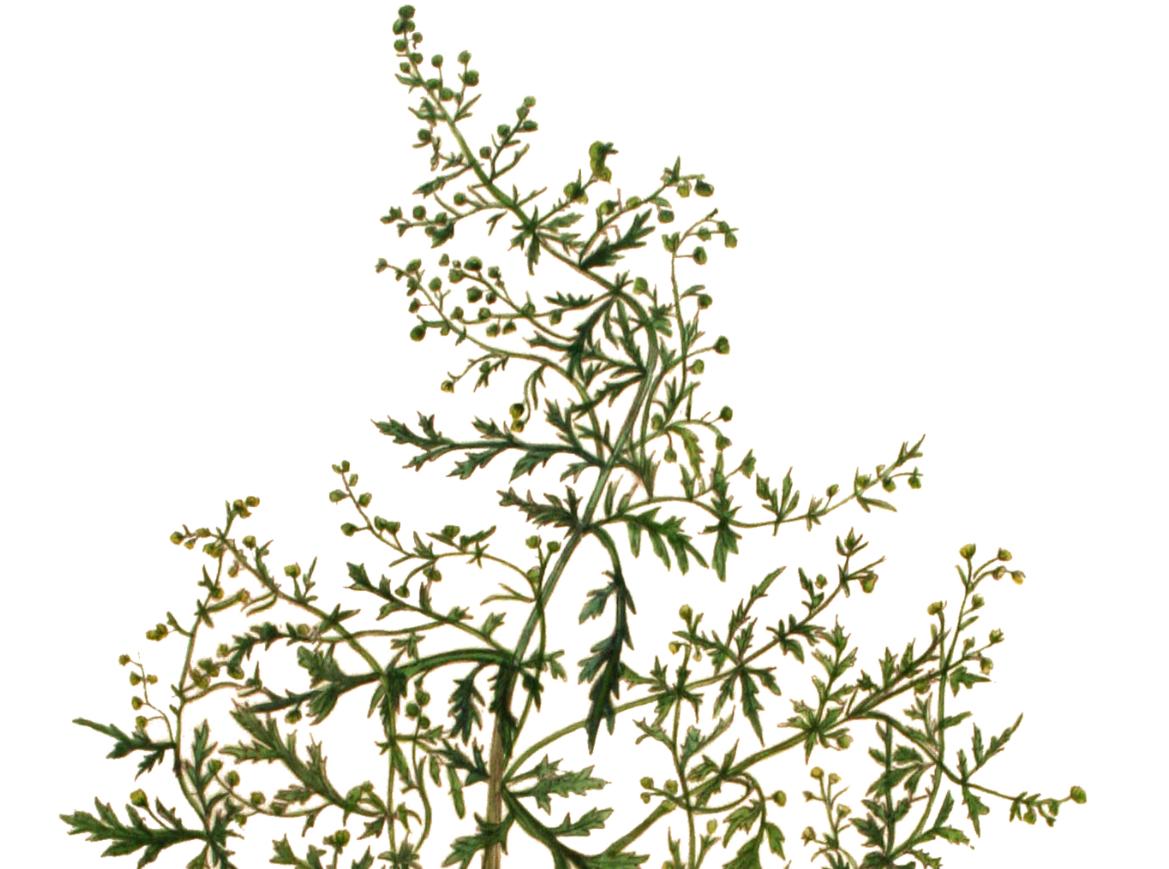 Einjähriger Beifuß - Artemisia Annua A3
